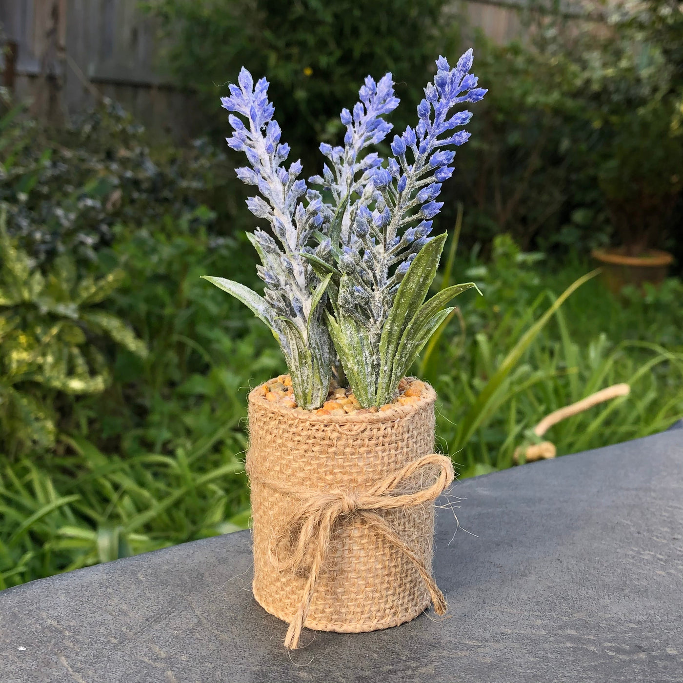 Mini Lavender in Hessian