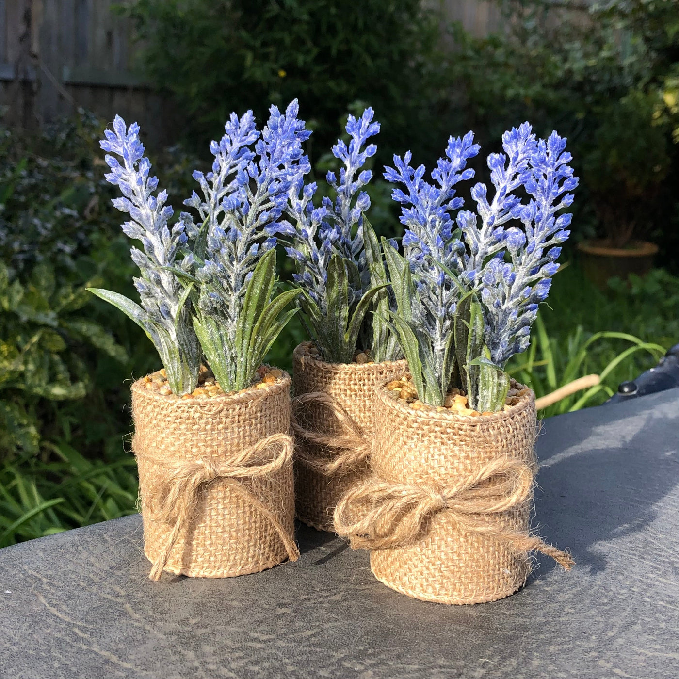 Mini Lavender in Hessian