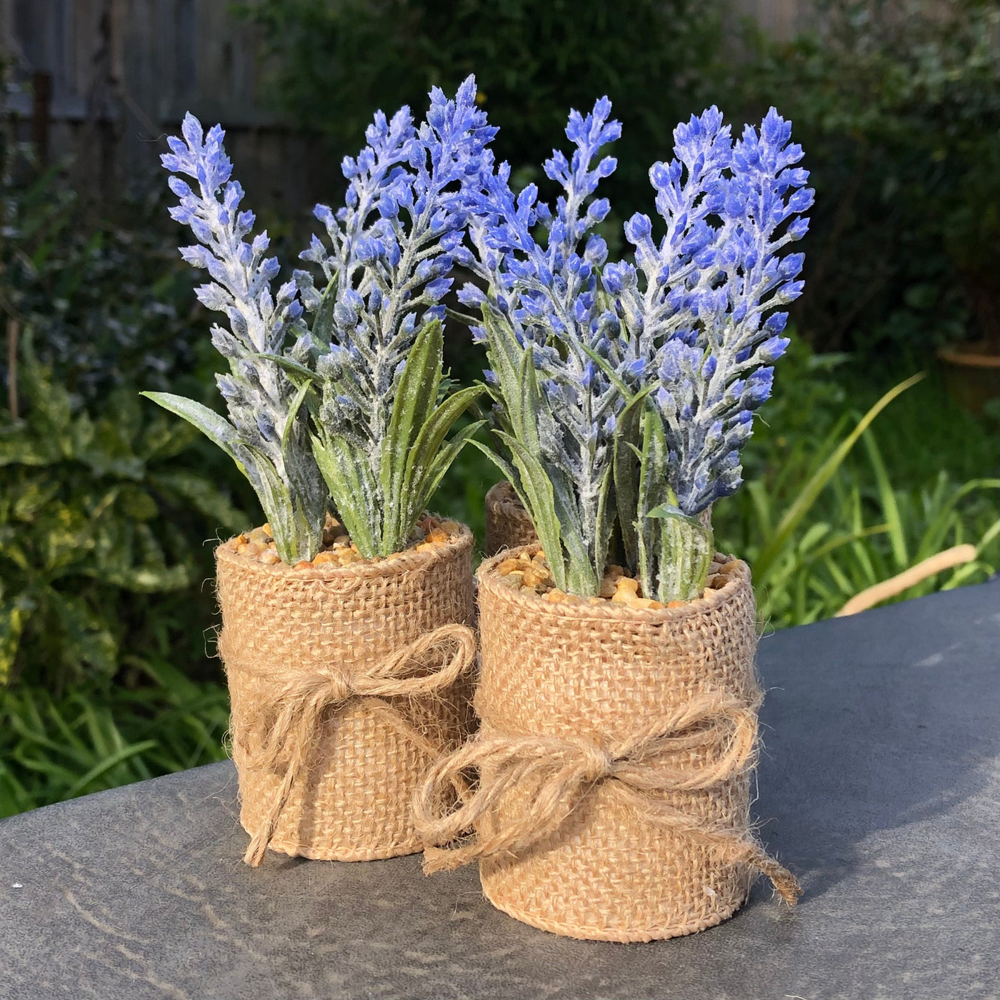 Mini Lavender in Hessian